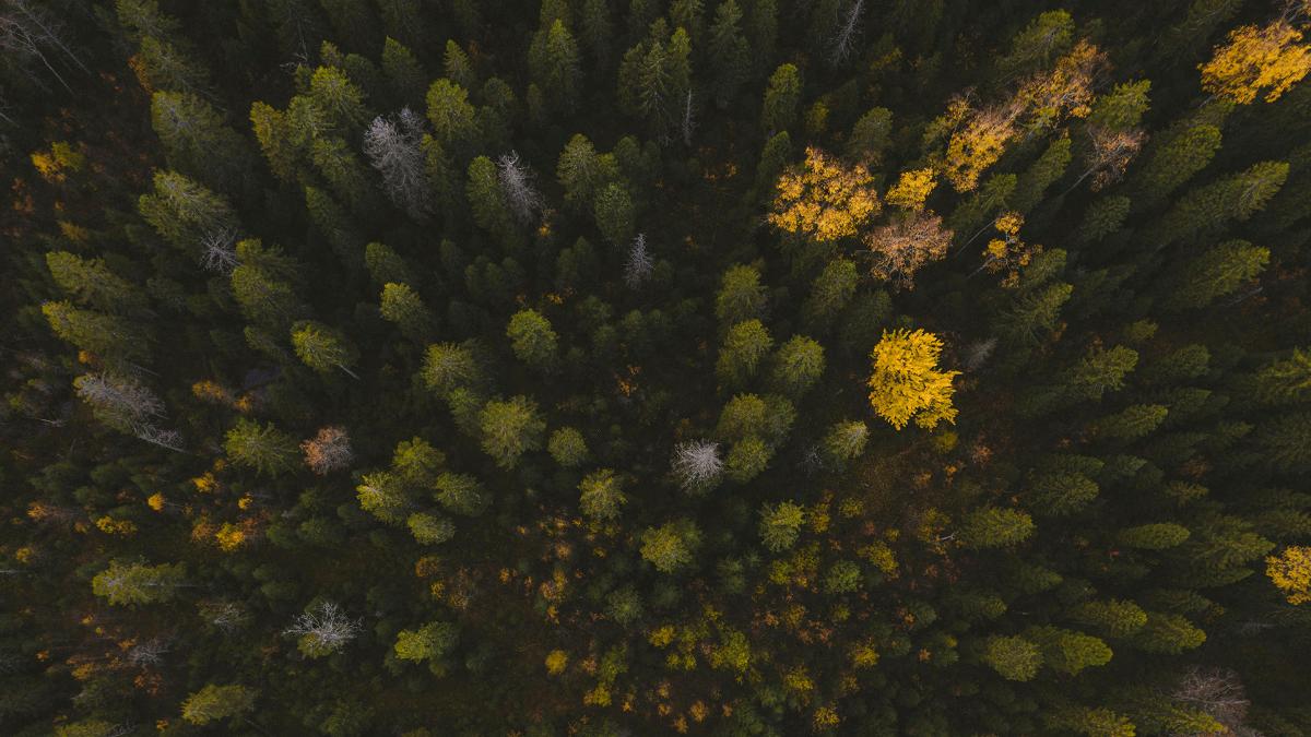 Skogen sett uppifrån.